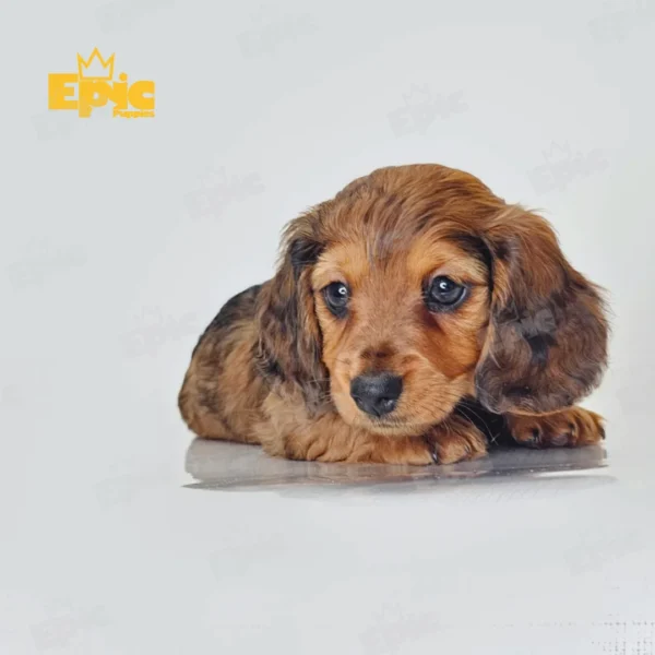 Dachshund Red Dapple Female