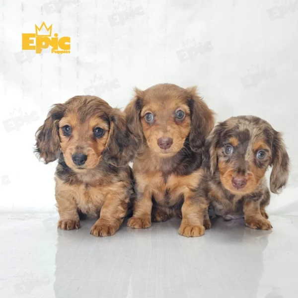 Dachshund Red Dapple Female - Image 3