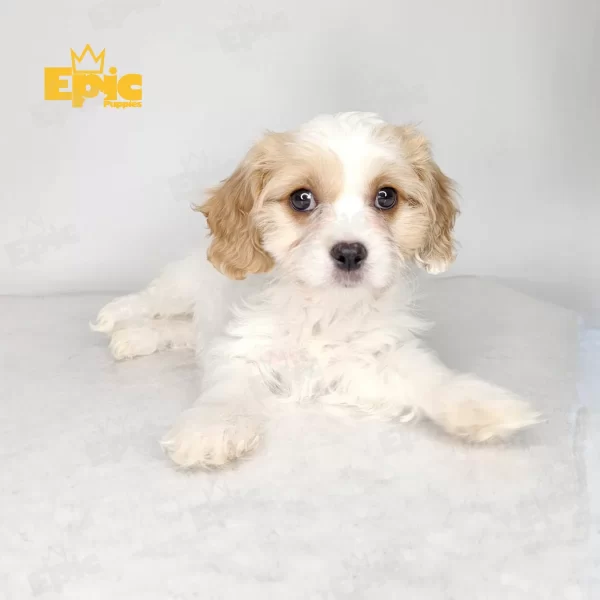 Cavapoo Blenheim Female - Image 3