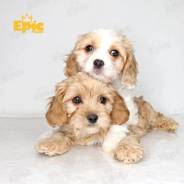 Cavapoo Blenheim Female - Image 2