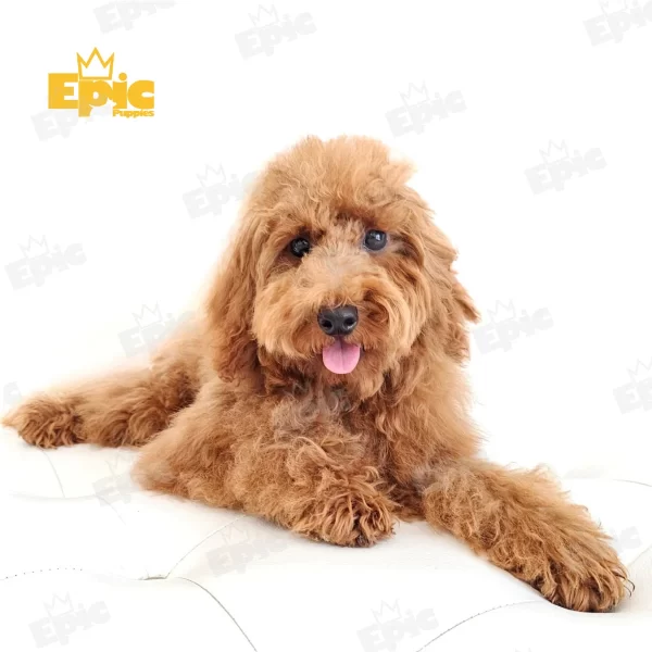Goldendoodle Red White Female