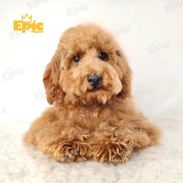 Goldendoodle Red White Female - Image 3