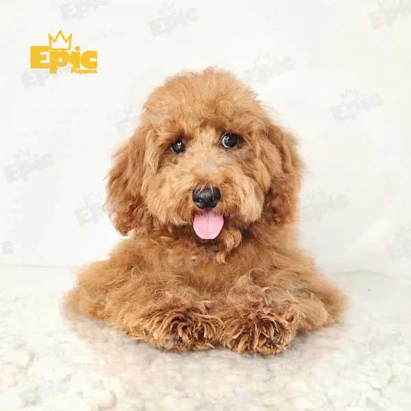Goldendoodle Red White Female - Image 2