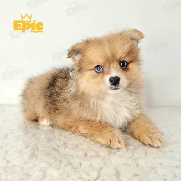 Pomeranian Sable Female - Image 3