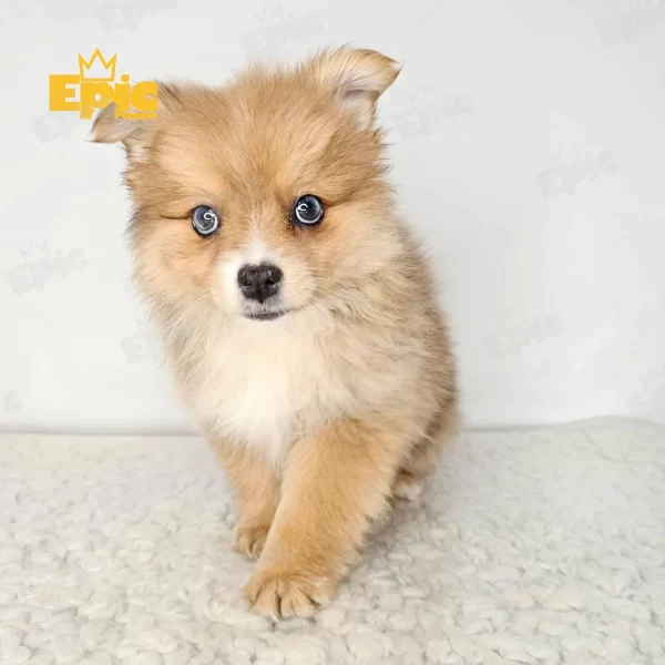 Pomeranian Sable Female