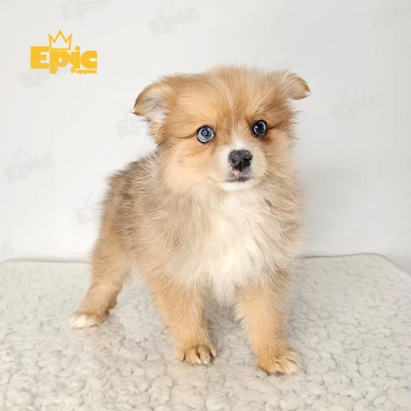 Pomeranian Sable Female - Image 2