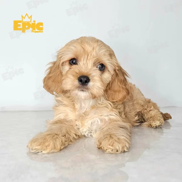 Cavapoo Red White Male