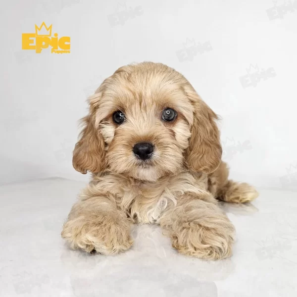 Cavapoo Red White Male - Image 3