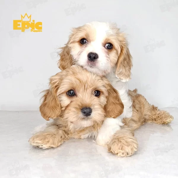 Cavapoo Red White Male - Image 2