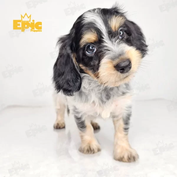 Dachshund Black Dapple & tan Male