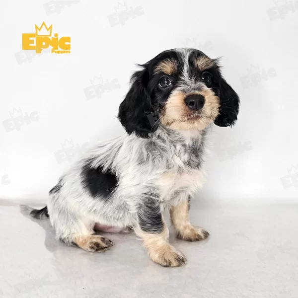 Dachshund Black Dapple & tan Male - Image 2