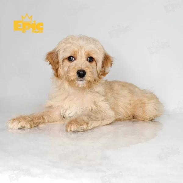 Yorkiepoo Apricot Male
