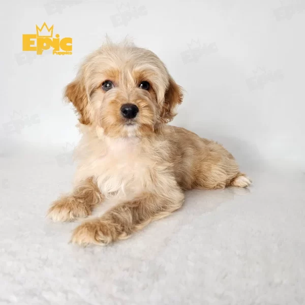 Yorkiepoo Apricot Male - Image 2