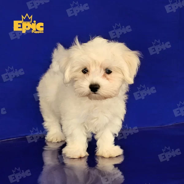 Maltese White Female