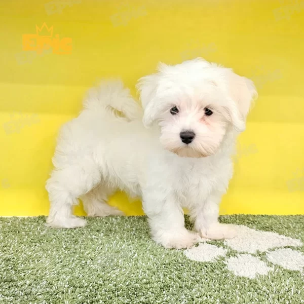 Maltese White Female - Image 3