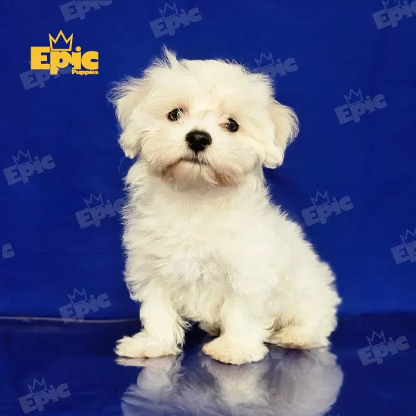 Maltese White Female