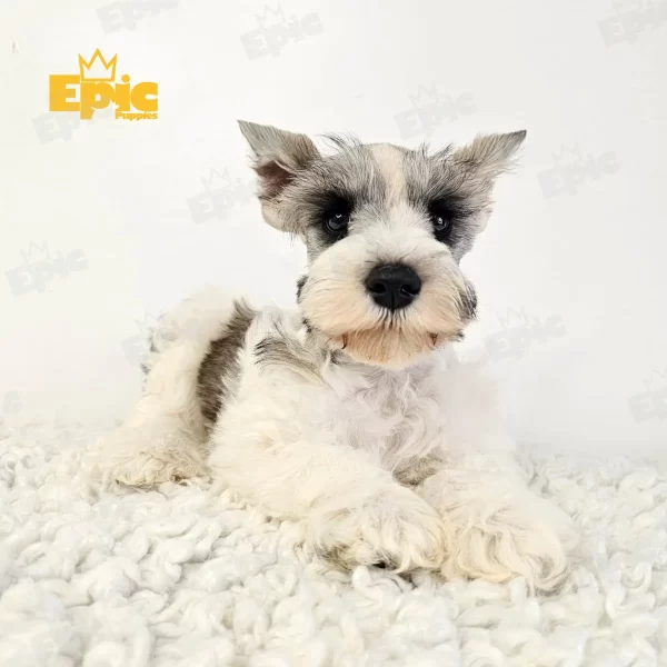 Mini Schnauzer Salt & Pepper Party Female - Image 2
