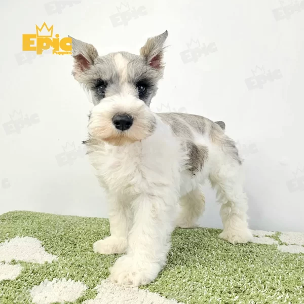 Mini Schnauzer Salt & Pepper Party Female - Image 3