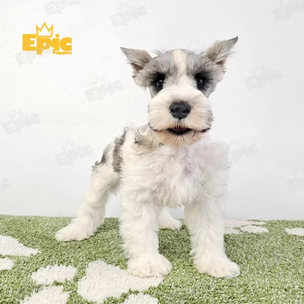 Mini Schnauzer Salt & Pepper Party Female